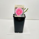 Special Mum Celebration Gift Rose - 5.5 Litre Pot 