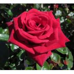 Thinking of You Rose - Crimson 