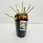 Champagne Moments Potted Rose - 5.5 Litre Pot 