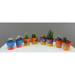 Cactus in Decorative Pot 