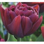 Alison Bradley Fragrant Tulip 