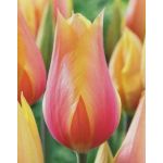 Blushing Lady Tulip 