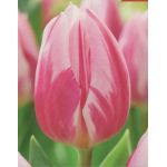 Bojangles Tulip 