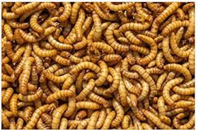 Johnston and Jeff Bugs Grubs and Mealworm 1.5kg 