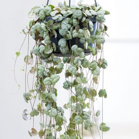 String of Hearts - Ceropegia Woodii 