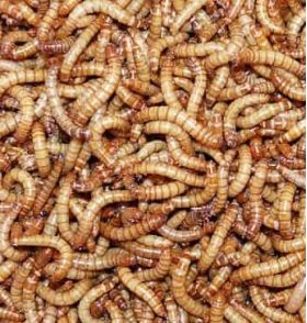 Johnston and Jeff Mealworms 1.5kg 