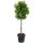 Laurus nobilis Standard Bay Tree - 1 tree Shaped with Plaited Stem - Height 100cm ( 3ft+) 