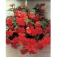 2 Fragrant Begonia - Odorata Red Glory 